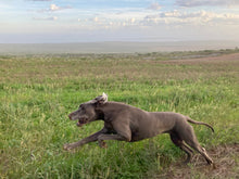 Load image into Gallery viewer, Pets - Doornfontein Farm Cottage add-on